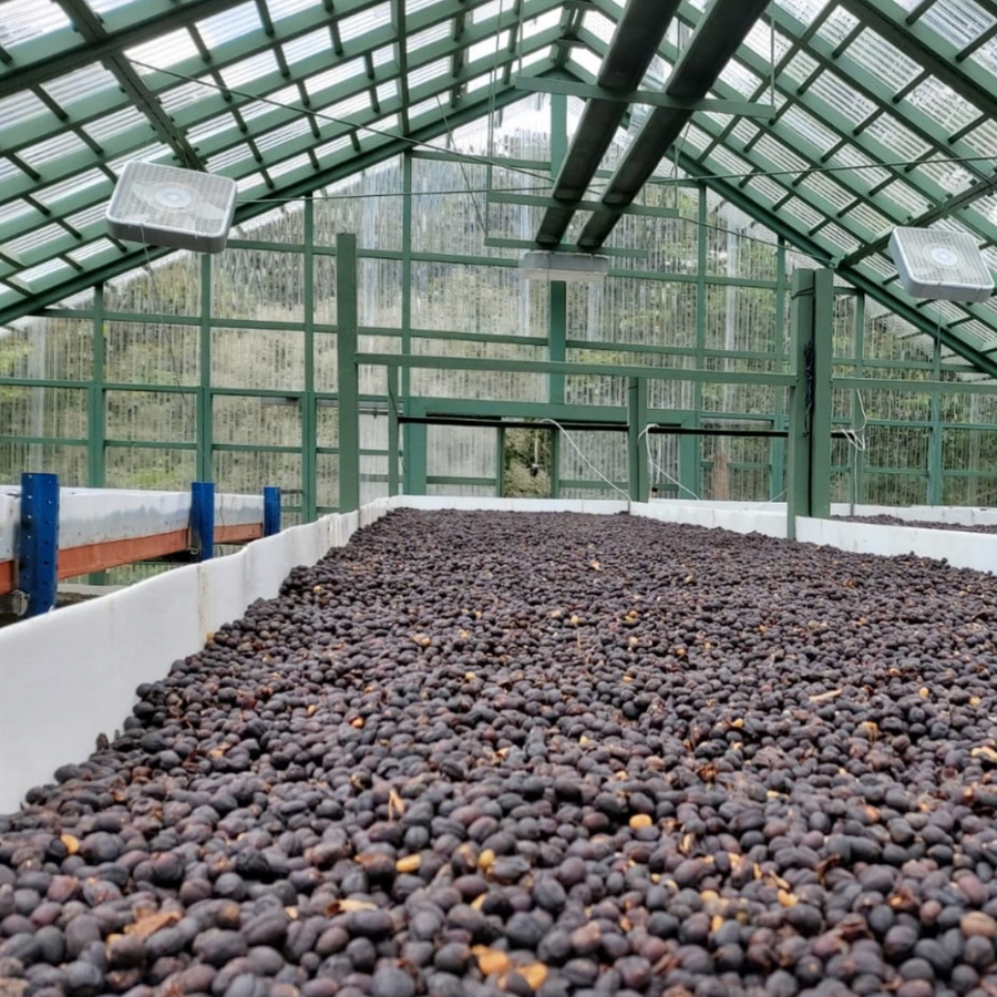 Finca Santa Irene - Bourbon Sidra - Natural Guatemalan Coffee