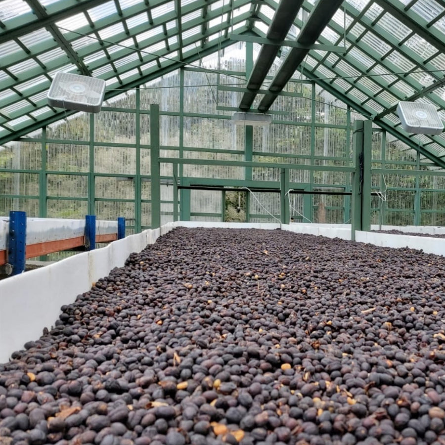 Finca Santa Irene - Bourbon Sidra - Natural Guatemalan Coffee