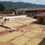 Finca Filadelfia - Bourbon & Caturra - Washed - Hackney Rascal Coffee