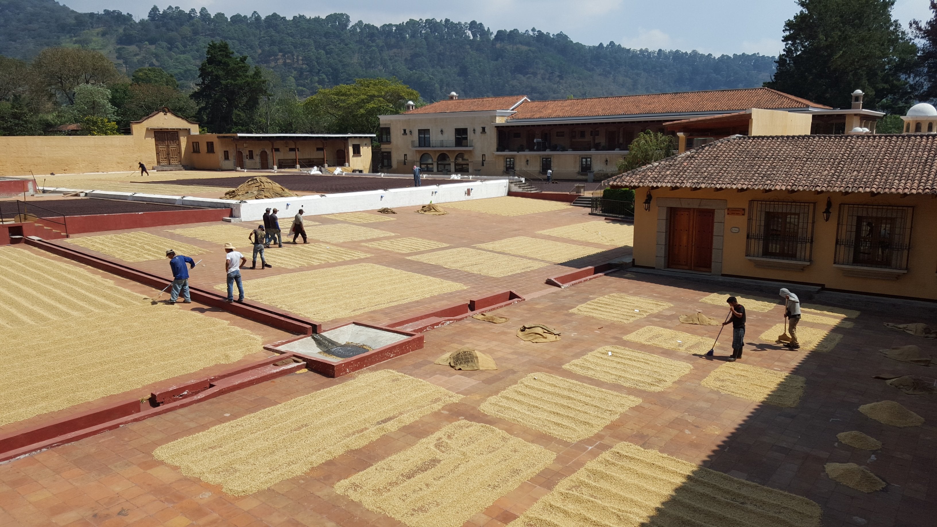 Finca Filadelfia - Bourbon & Caturra - Washed - Hackney Rascal Coffee