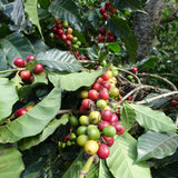 Finca Filadelfia - Bourbon & Caturra - Washed - Hackney Rascal Coffee