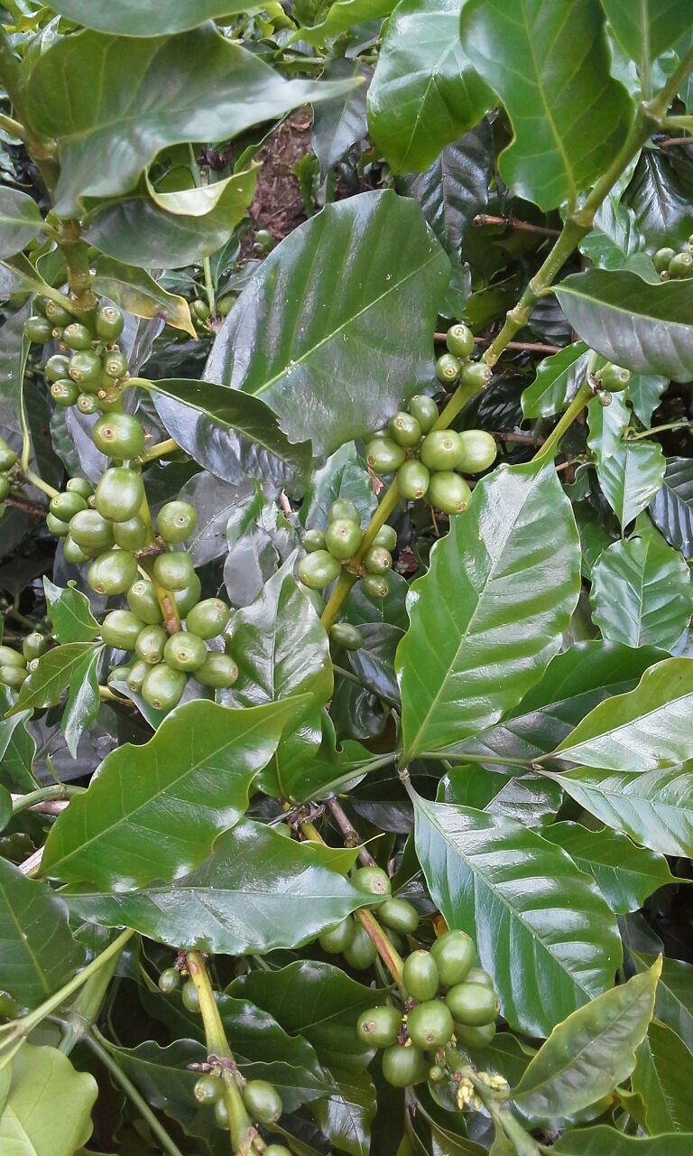 El Durazno - Caturra - White Honey - Hackney Rascal Coffee