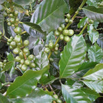 El Durazno - Caturra - White Honey - Hackney Rascal Coffee