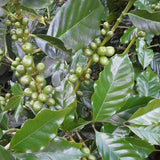 El Durazno - Caturra - White Honey - Hackney Rascal Coffee