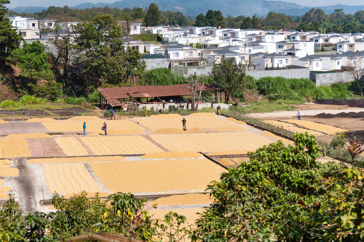 The H1 varietal in Guatemala: a coffee game-changer