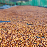 Finca Liquidambar - Yellow Pacamara - Natural Anaerobic Guatemalan Coffee