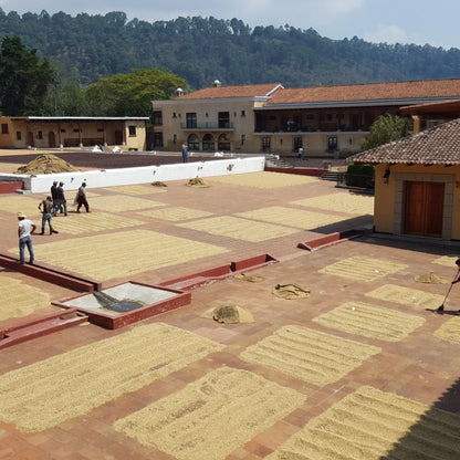 Finca Filadelfia - Bourbon & Caturra - Washed Guatemalan Coffee