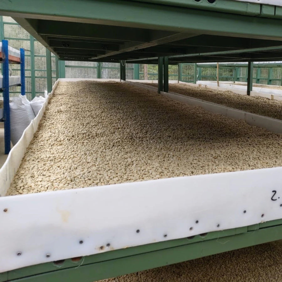 Finca Santa Irene - Bourbon Sidra - Natural Guatemalan Coffee