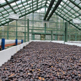 Finca Santa Irene - Bourbon Sidra - Natural Guatemalan Coffee