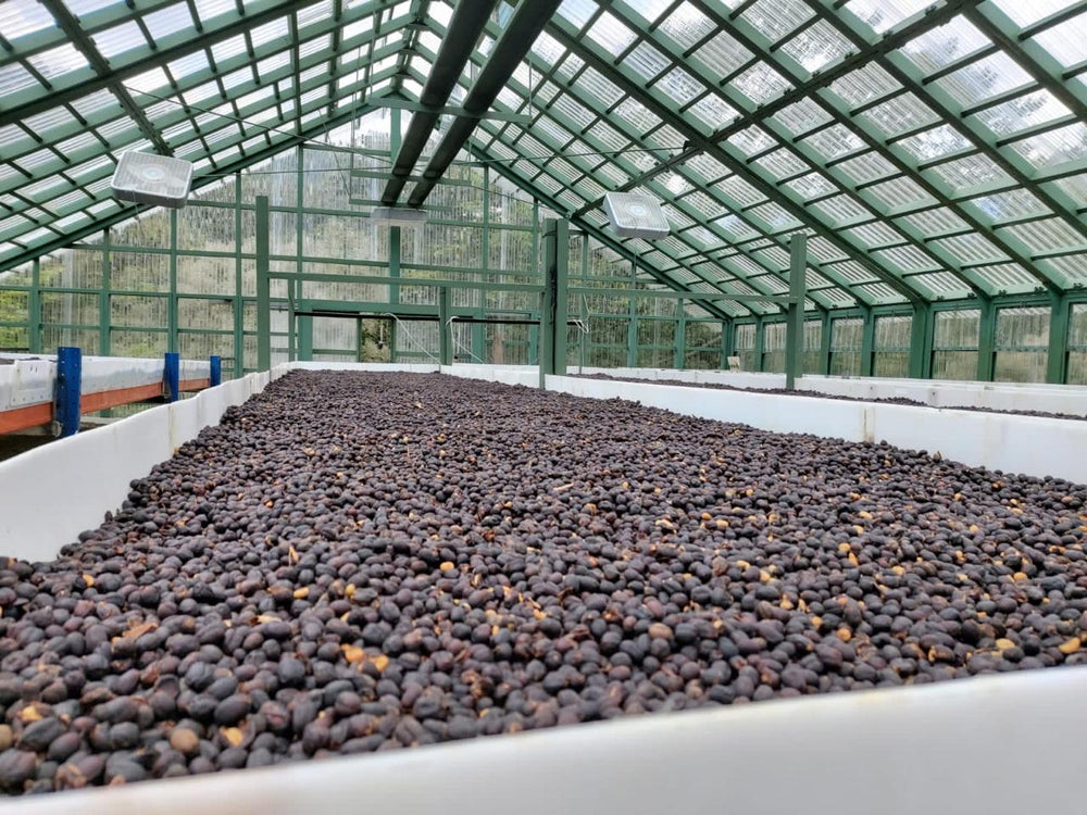 Carlos's drying greenhouse in the Cobán cloud forest