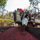 Rabanales - Pacamara - White Honey Guatemalan Coffee