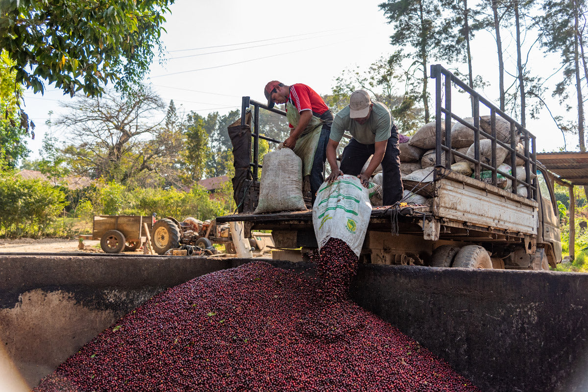 Rabanales - H1 - White Honey Guatemalan Coffee