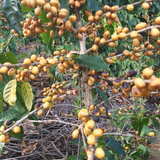 Finca Liquidambar - Yellow Pacamara - Natural Anaerobic Guatemalan Coffee