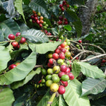 Finca Filadelfia - Bourbon & Caturra - Washed - Hackney Rascal Coffee