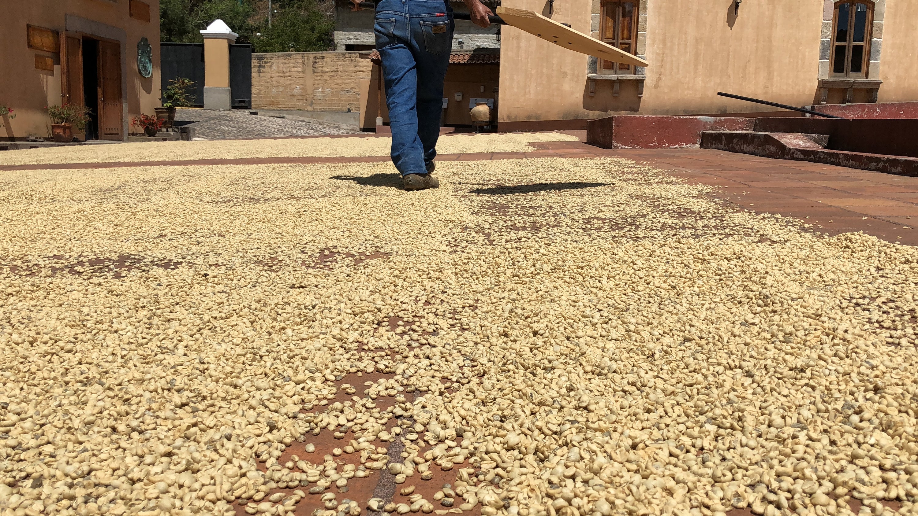 Finca Filadelfia - Bourbon & Caturra - Washed - Rascal Coffee